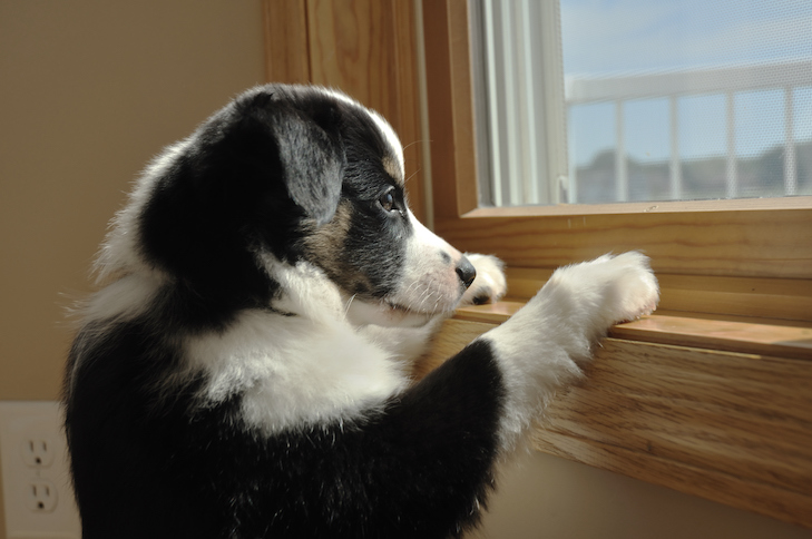 keep dog cool in summer without AC