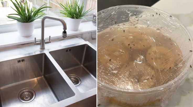 How to get rid of drain flies Easily