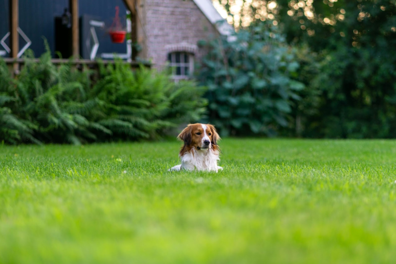 keep a dog from pooping in your yard