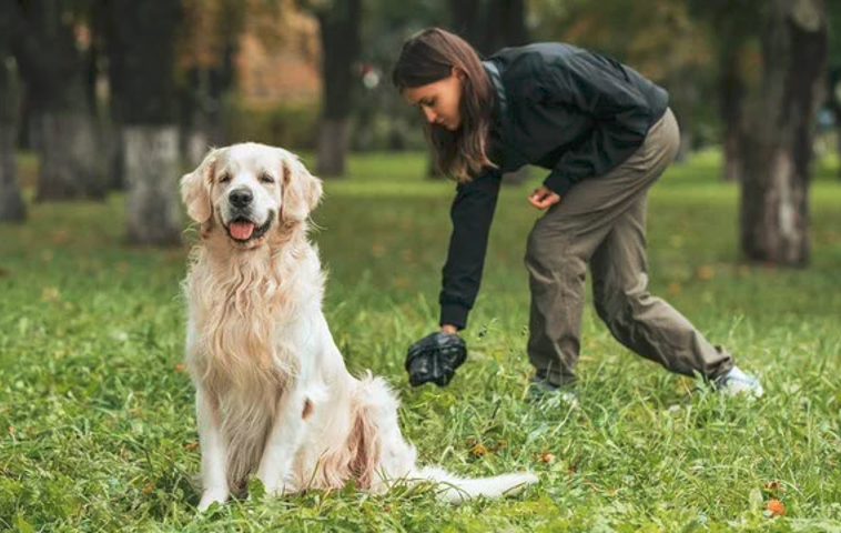 keep a dog from pooping in your yard