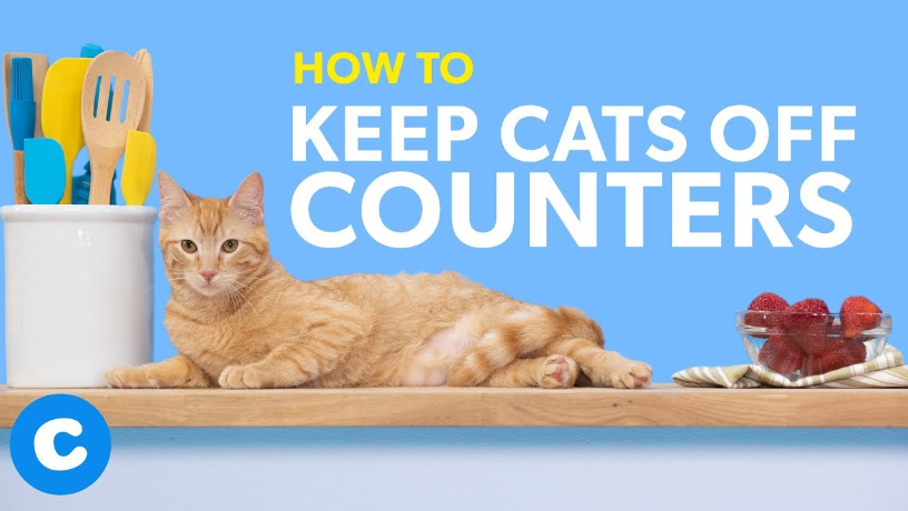 How to keep cats off counters
