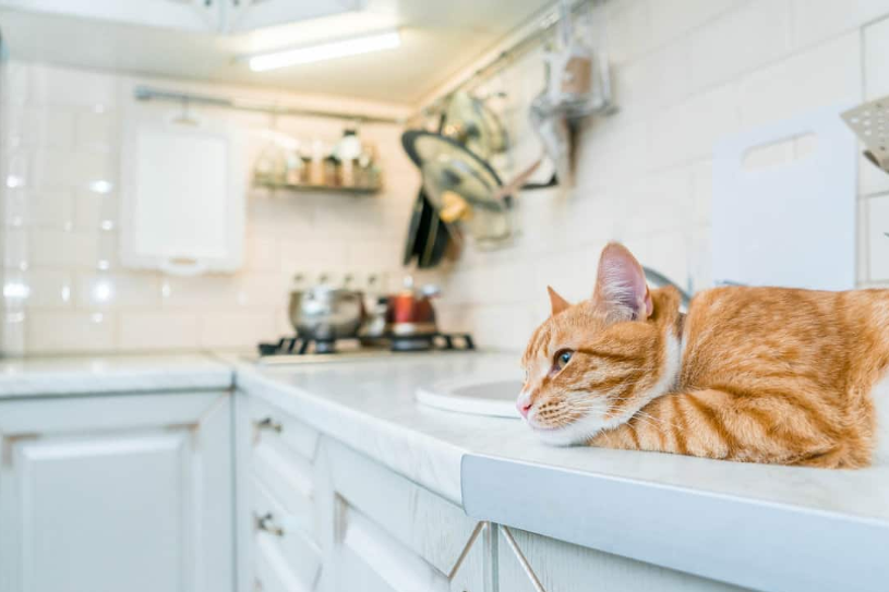 How to keep cats off counters