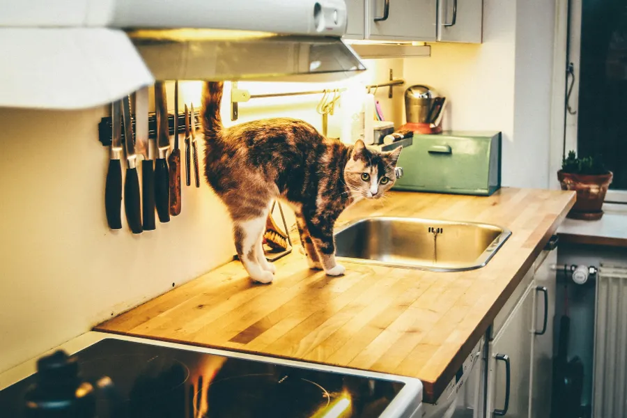 How to keep cats off counters