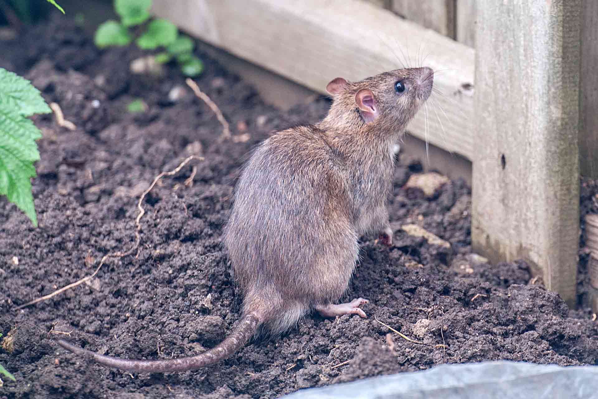 How to get rid of rats in backyard