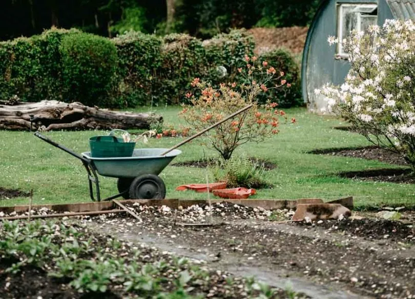 Tips for a Thriving and Beautiful Garden