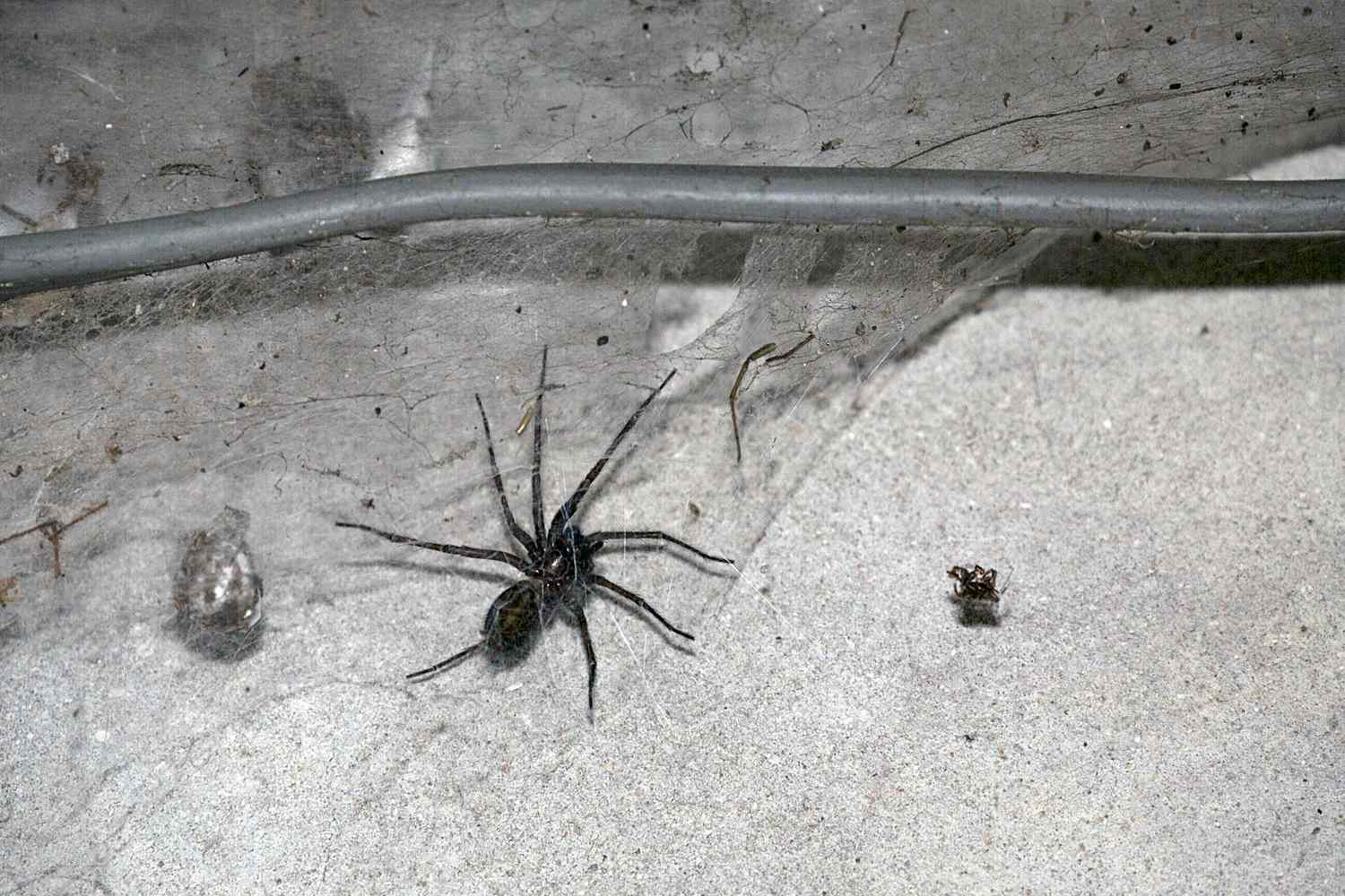 How to Keep Spiders Out of the Garage