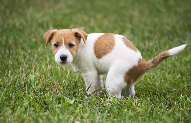 keep a dog from pooping in your yard