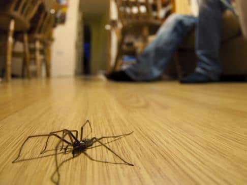 Why Are There So Many Spiders in My House