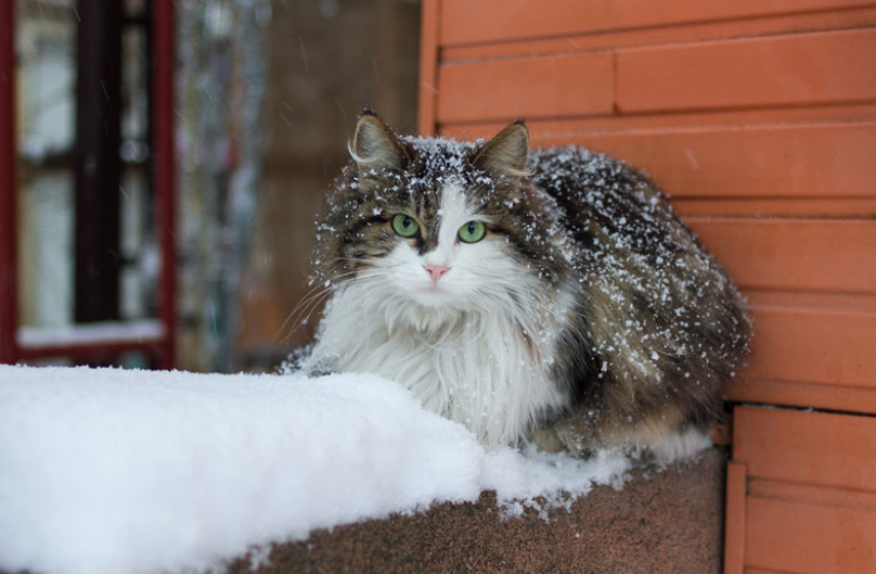 Keep Outdoor Cats Warm in Winter