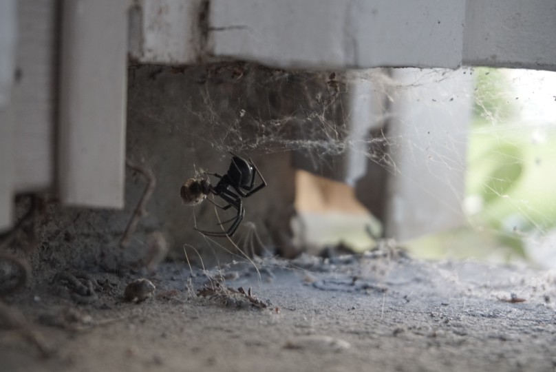 How to Keep Spiders Out of the Garage in 2025