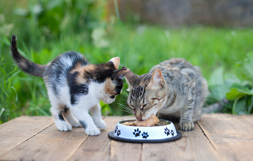 Keep Outdoor Cats Warm in Winter