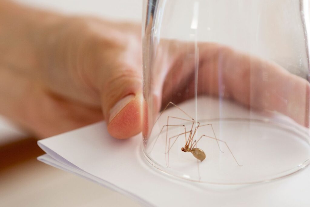 why are there so many spiders in my house how to get rid of