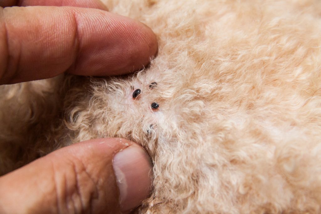 How long will fleas live in a house without pets