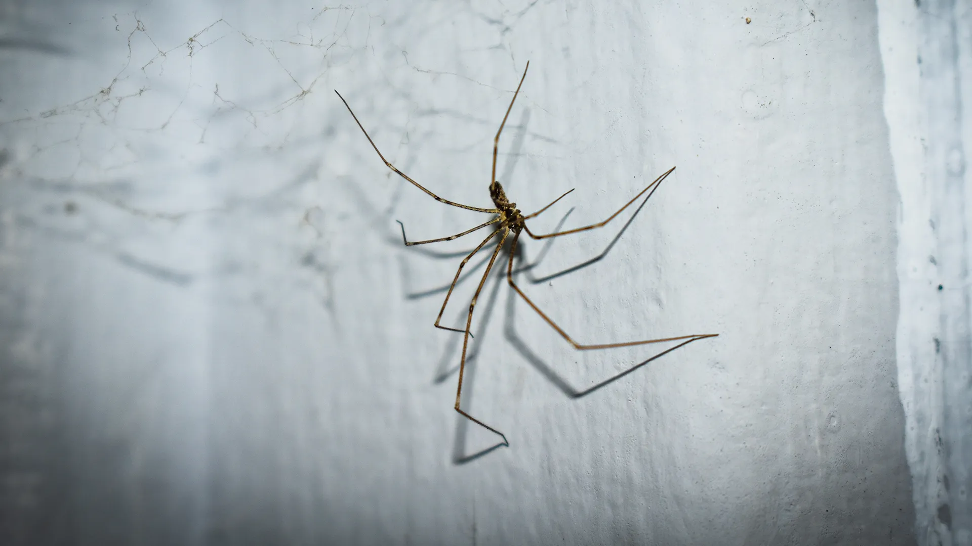 Why Are There So Many Spiders in My House