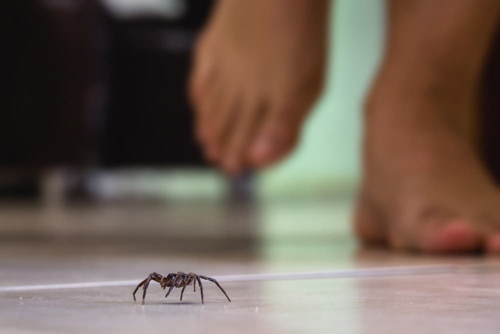 Why Are There So Many Spiders in My House