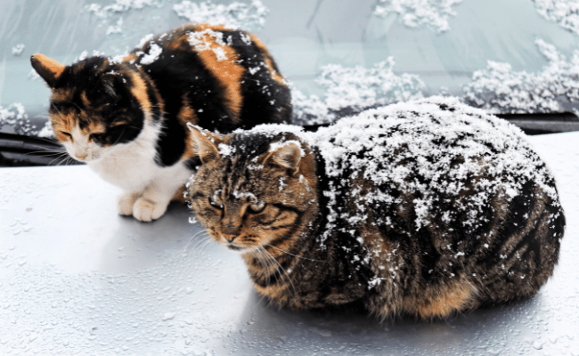 Keep Outdoor Cats Warm in Winter