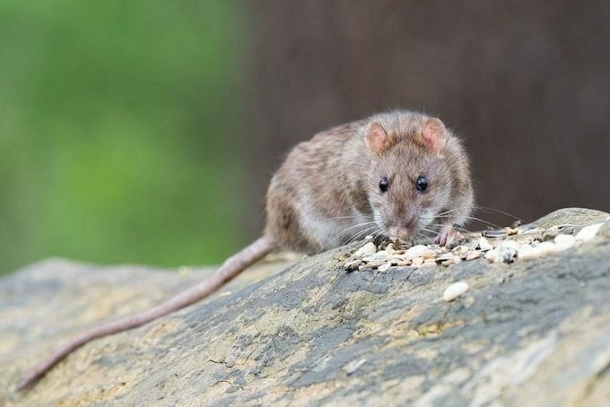 How to get rid of rats in backyard